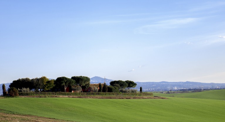 Un “atollo” di alberi alla Marcigliana