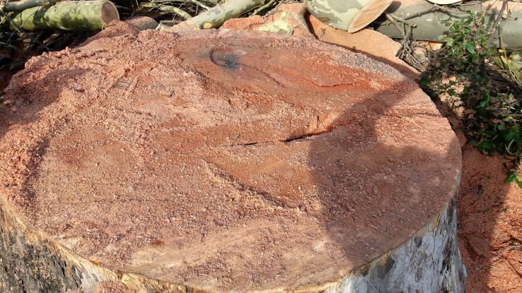 Alberi da salvare al Parco Rinascimentale