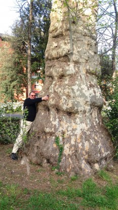 Firenze, non abbattete questi magnifici alberi