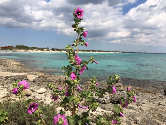 Punta Prosciutto, Torre Lapillo