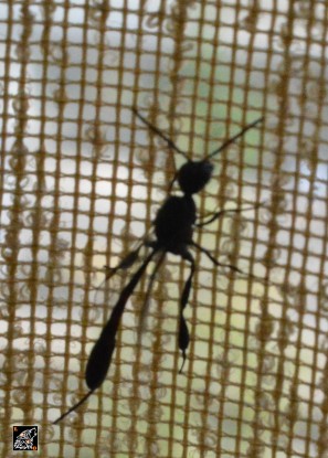 Che razza di insetto è? Mai visto prima