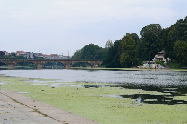 Torino, l’invasione delle alghe nelle acque del Po