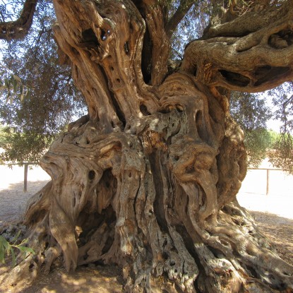 L’albero incantato