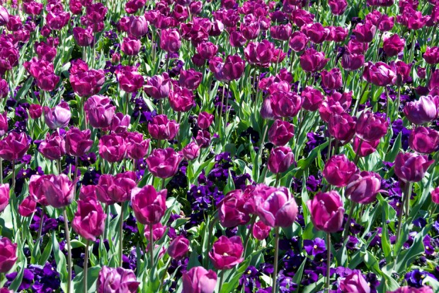 NO Perché voglio continuare a sentire il profumo di democrazia