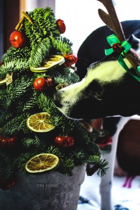 Natale 2016, avvistato un cane renna