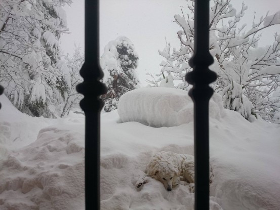 Terremoto e neve, lui resiste, è il simbolo dell’Abruzzo [GALLERY FOTO]
