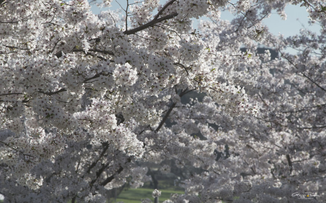 La magia dei ciliegi in fiore [FOTO]
