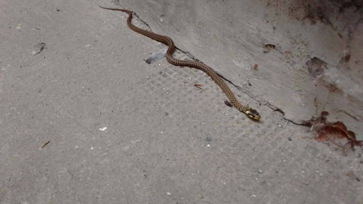 Avvistati rettili in centro. Qualcuno sa dirmi di che specie sono? [FOTO]
