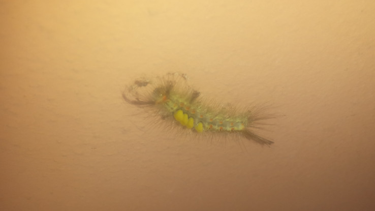 Ma che insetto ho fotografato? [FOTO]