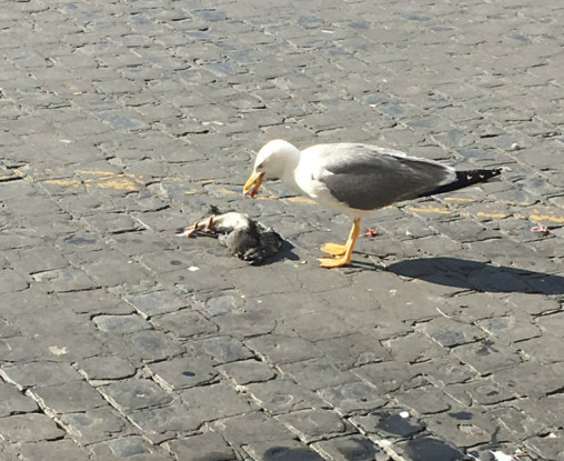Roma, Gabbiano mangia piccione. Che schifo! [FOTO]
