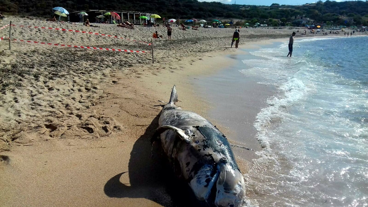 Balena spiaggiata in Sardegna: cosa è accaduto? [FOTO GALLERY]