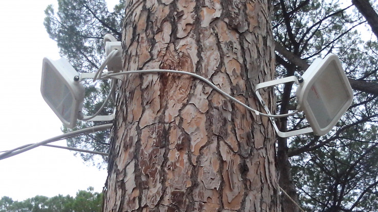 Roma, lampade imbullonate agli alberi del Palatino. E’ normale? [FOTO]