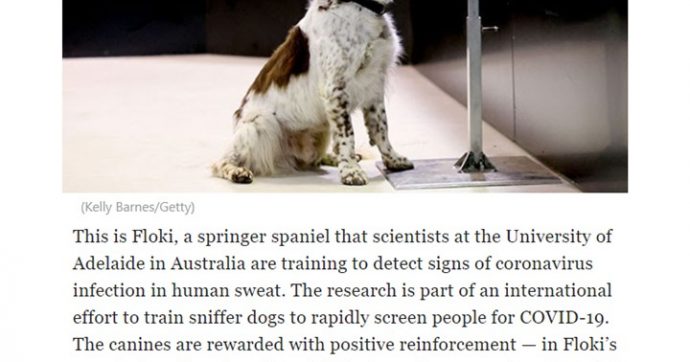 Il cane che scova i pensionati positivi