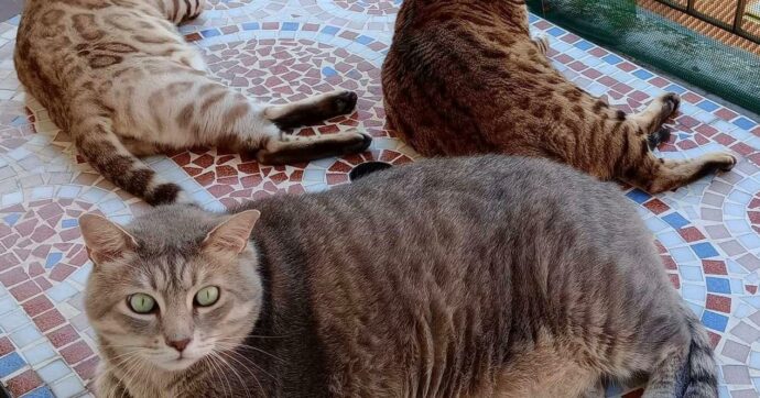 Sul perché 7 kg di gatto valgono quanto un filosofo